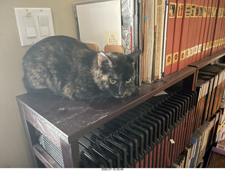 my cat Miss Pris on my reel tapes