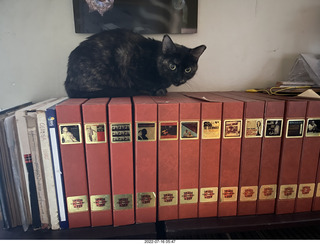 my cat Miss Pris on my reel tapes