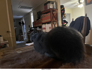 my cat Jane on the table