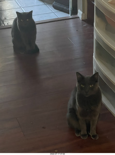 my cats Devin and Jane