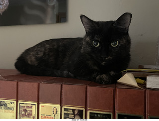 my cat Miss Pris on my reel tapes