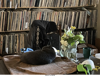 my cat Jane on the table