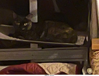 my cat Miss Pris in the hifi room