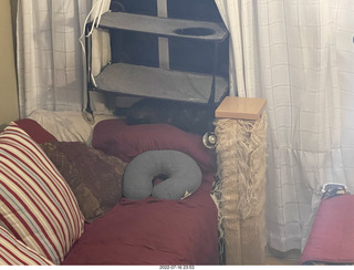 my cat Miss Pris in the hifi room