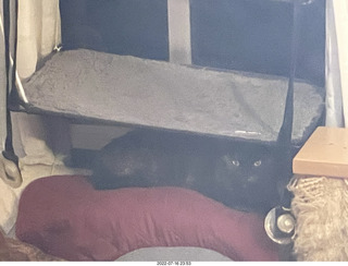 my cat Miss Pris on my reel tapes