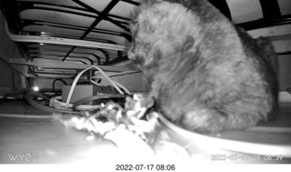 my cat Miss Pris under the couch