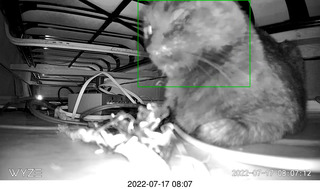 my cat Miss Pris in the hifi room