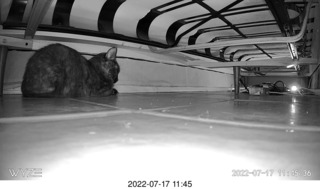 my cat Miss Pris in the hifi room