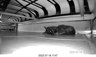 my cat Miss Pris under the couch