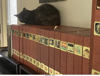 my cat Miss Pris on my reel tapes