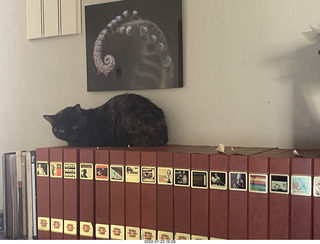 my cat Miss Pris on my reel tapes