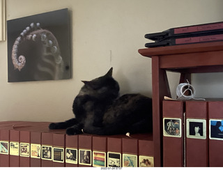 my cat Miss Pris atop my reel tapes