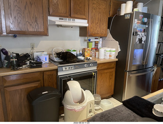 my cat Miss Pris at the feeder