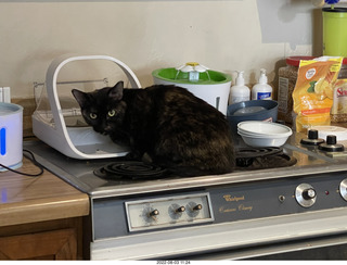 my cat Miss Pris at the feeder