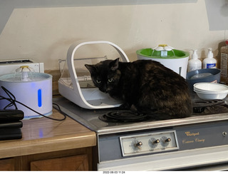 Halo Cat Rescue paperwork for my cat Miss Pris