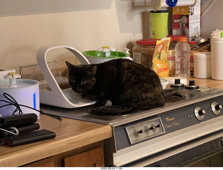 Halo Cat Rescue paperwork for my cat Miss Pris