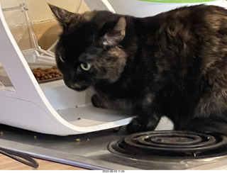 Halo Cat Rescue paperwork for my cat Miss Pris