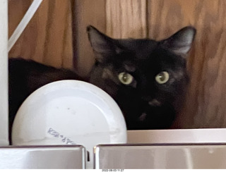 my cat Miss Pris atop the 'fridge