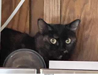 Halo Cat Rescue paperwork for my cat Miss Pris