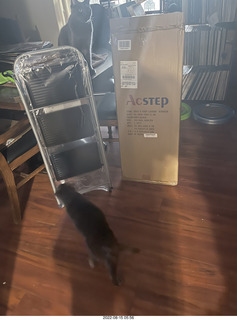 new step stool and one of my cats