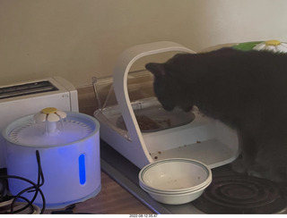 new screening cat feeder