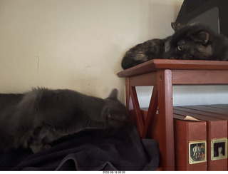 new step stool and one of my cats