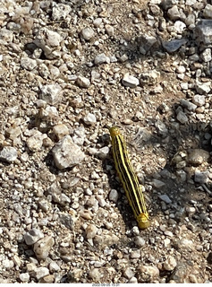 Marcus Landslide Trail caterpillar
