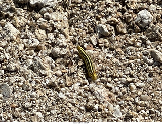 Marcus Landslide Trail caterpillar
