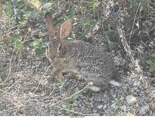 Marcus Landslide Trail - rabbit close up