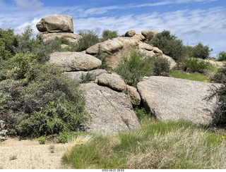 Marcus Landslide Trail - rabbit