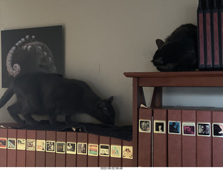 my tapes shelf with my cats Miss Pris and Jane