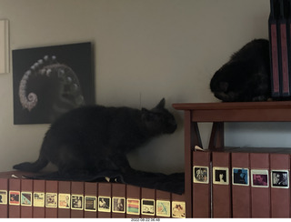 my tapes shelf with my cats Miss Pris and Jane