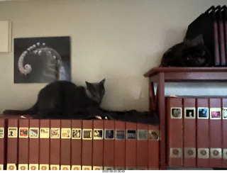 my tapes shelf with my cats Miss Pris and Jane