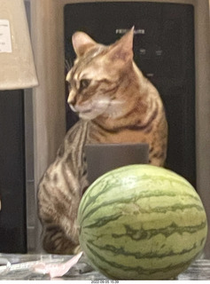 cat Pickle and watermelon