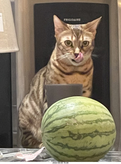 cat Pickle and watermelon