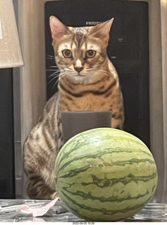 cat Pickle and watermelon