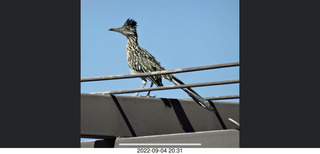 Roadrunner