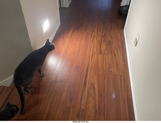 my cats Devin and Miss Pris atop my tapes