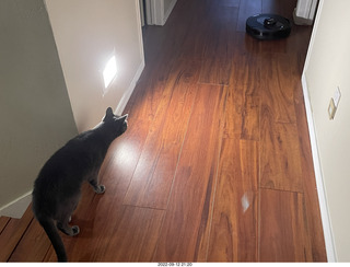 my robot vacuum Sharknado and my cat Devin