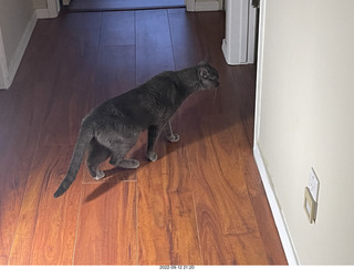 wide angle - my hifi room with my cats Devin and Jane