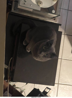 my cat Jane atop my Linn Sondek LP12 turntable dust cover