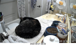 my cat Miss Pris in her bathroom safe space