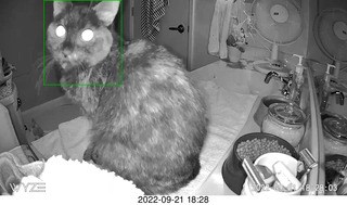 my cat Miss Pris in a dark bathroom