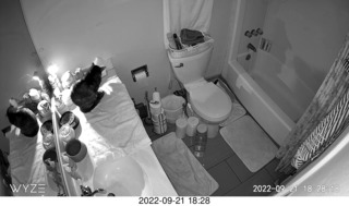 my cat Miss Pris in a dark bathroom