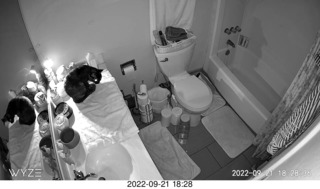 my tapes shelf with my cats Miss Pris and Jane