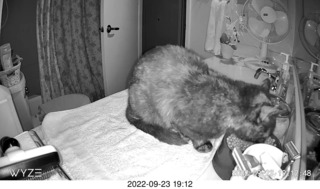 my tapes shelf with my cats Miss Pris and Jane