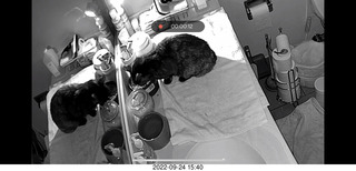 my cat Miss Pris in her bathroom safe space