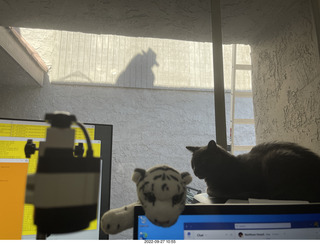 my cat Devin on the printer with roofer Misha's shadow