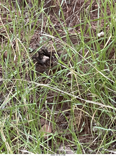 wolf spider in the grass (tarantula)