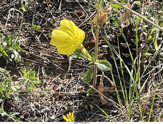 Wildcat Canyon Trail